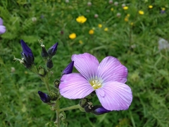 Linum hypericifolium
