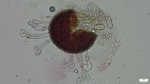 Erysiphe parvifoliae
