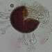 Erysiphe parvifoliae