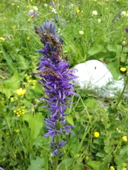 Asyneuma campanuloides