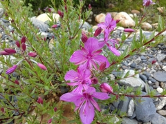 Chamaenerion colchicum