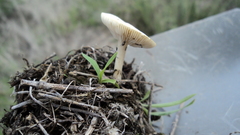 Agaricales