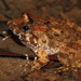 Fujian Large-headed Frog - Photo (c) Yu Ching Tam, some rights reserved (CC BY-NC-ND), uploaded by Yu Ching Tam