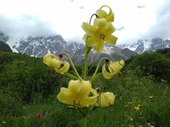 Lilium monadelphum