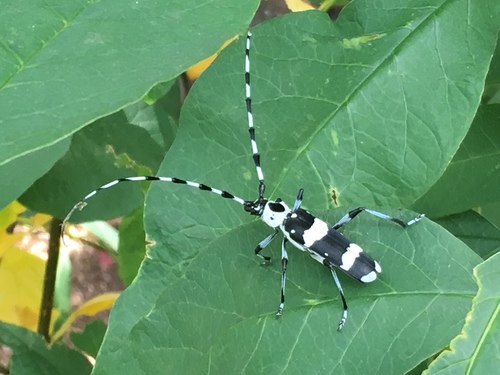 Banded Alder Borer