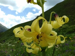 Lilium monadelphum