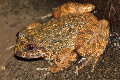 Quasipaa exilispinosa