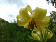 Lilium monadelphum