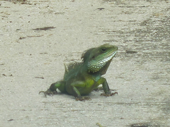 Physignathus cocincinus