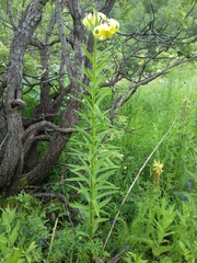 Lilium monadelphum