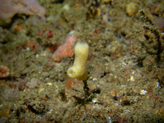 Haliclona urceolus