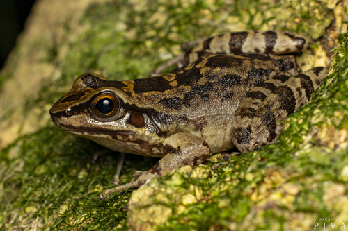 Humboldt's Tree Toad, Hylodes perplicatus