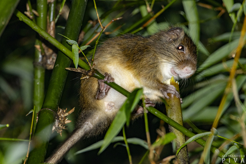 Atlantic Bamboo Rat