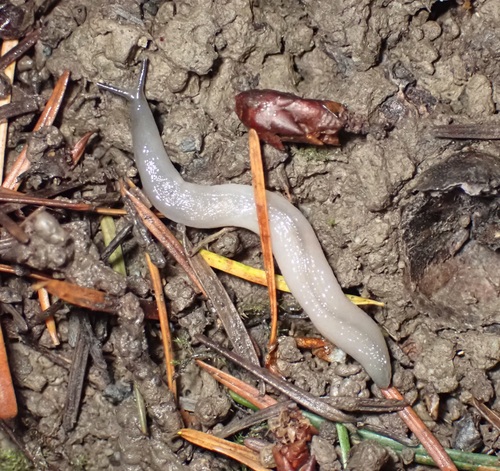 Worm Slug, View Royal, BC, Canada, photo 9 of 10