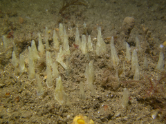 Ciocalypta penicillus