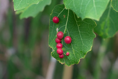 Harmandiola