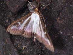 Cydalima perspectalis