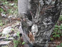 Tillandsia circinnatioides