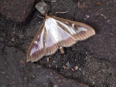 Cydalima perspectalis