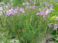 Chamaenerion colchicum