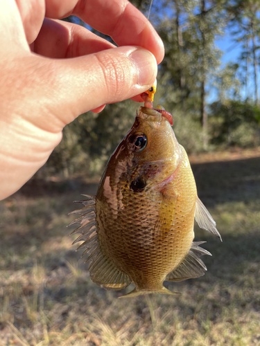 Spotted Sunfish