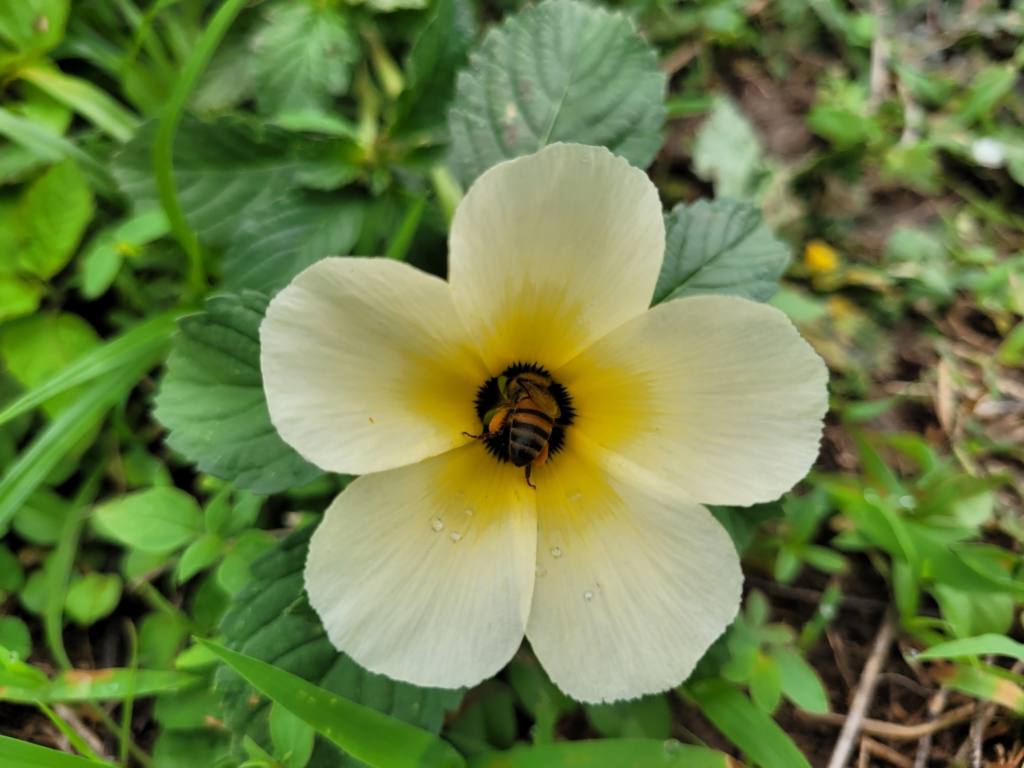 Turnera subulata