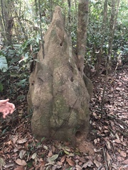 Cornitermes bequaerti