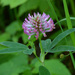 Trifolium medium - Photo (c) Vladimir Bryukhov, μερικά δικαιώματα διατηρούνται (CC BY-NC), uploaded by Vladimir Bryukhov