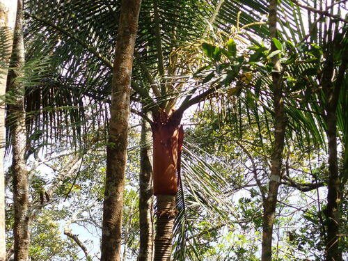 Image of Dypsis leptocheilos by (c) Louis Aureglia, some rights reserved (CC BY)