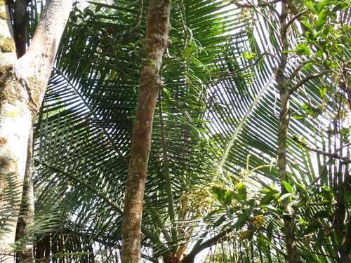 Image of Dypsis leptocheilos by (c) Louis Aureglia, some rights reserved (CC BY)