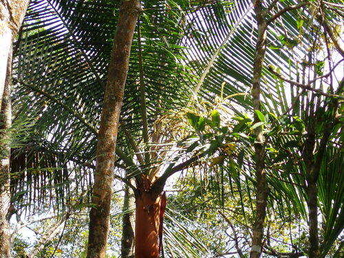 Image of Dypsis leptocheilos by (c) Louis Aureglia, some rights reserved (CC BY)