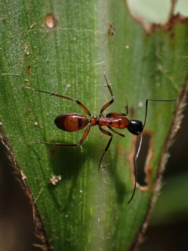 Camponotus pulcherCamponotus pulcher