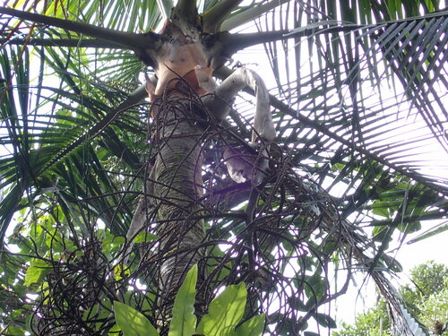 Image of Dypsis leptocheilos by (c) Louis Aureglia, some rights reserved (CC BY)