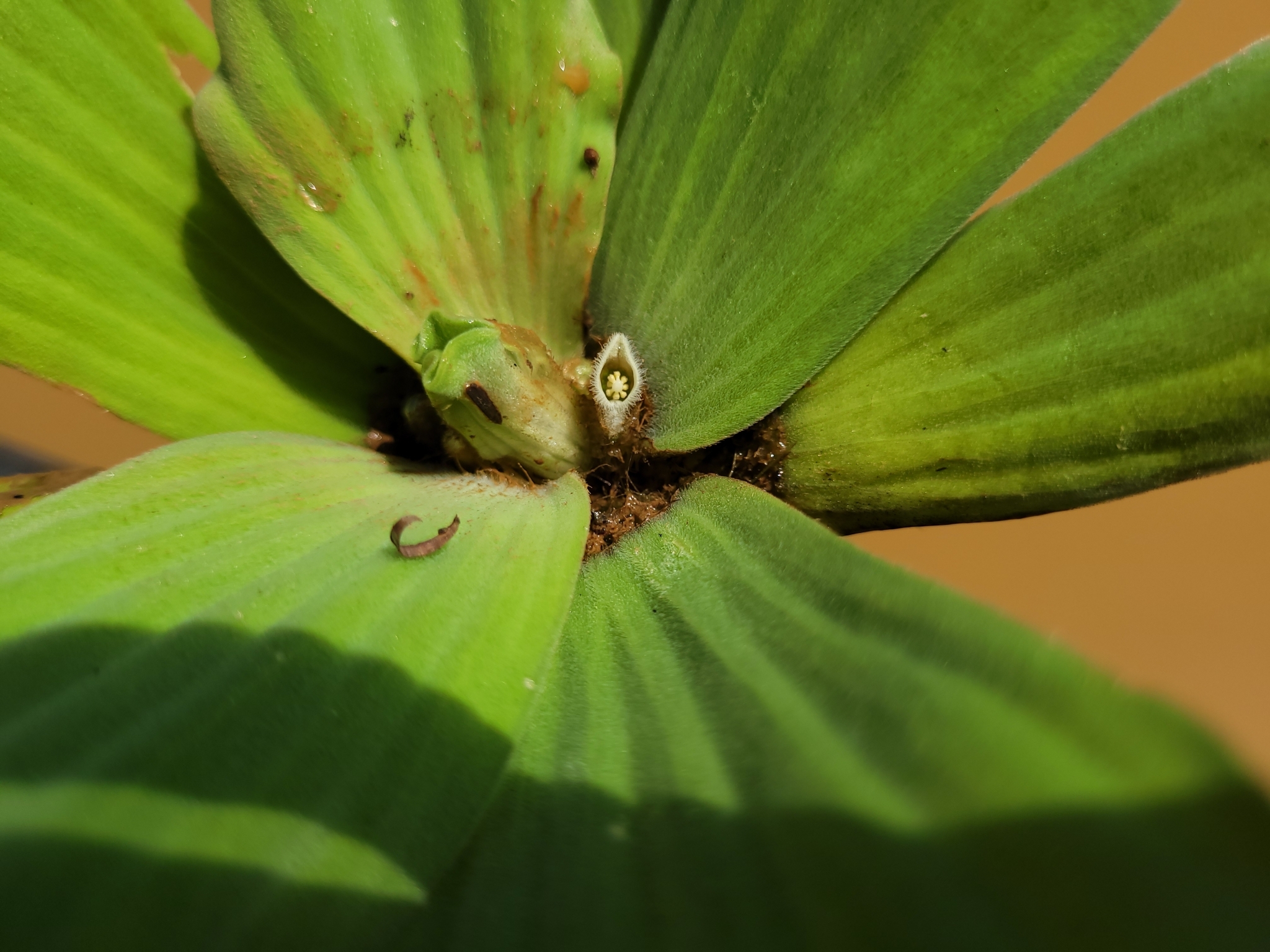 Pistia stratiotes
