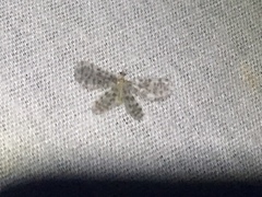 Nallachius americanus