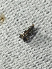 Dichomeris ochripalpella