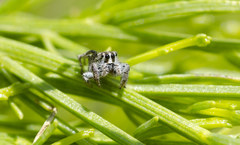 Habronattus hirsutus
