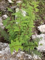 Notholaena galeottii
