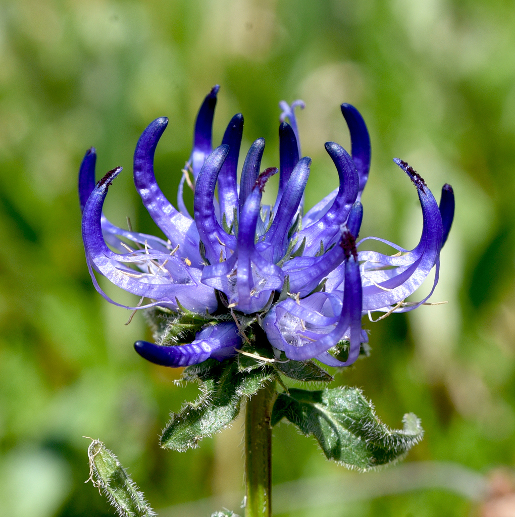 horned rampion