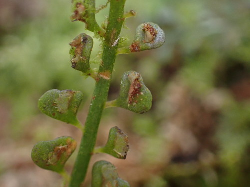 Image of Asplenium sandersonii by (c) Louis Aureglia, some rights reserved (CC BY)