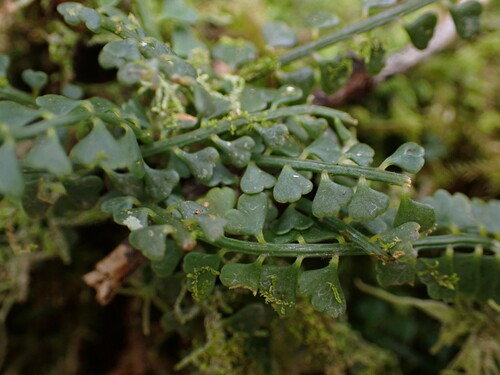 Image of Asplenium sandersonii by (c) Louis Aureglia, some rights reserved (CC BY)