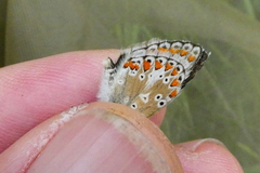 Aricia artaxerxes allous