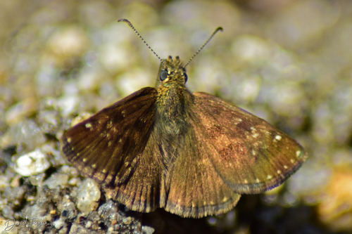 Dingy Skipper