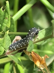 Athalia scutellariae