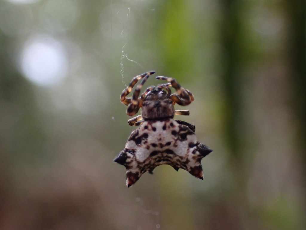 Madacantha nossibeana