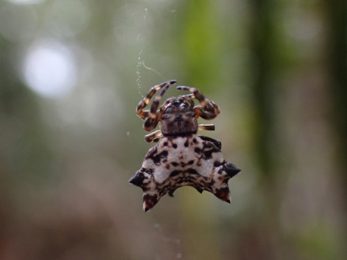 Madacantha nossibeana