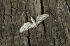 Eupithecia extensaria