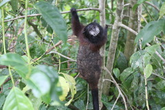 Saguinus fuscicollis