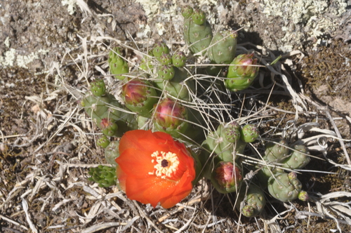 Tephrocactus verschaffeltii