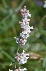 Nepeta nepetella